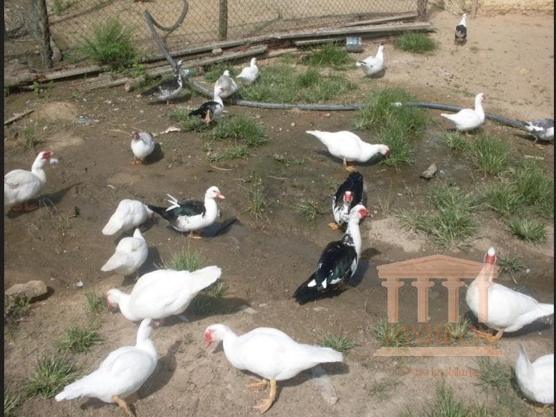 SÍTIO - TAPIRAÍ, JUQUIÁ